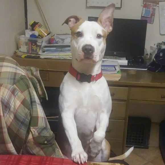 Meet your Posher, Nicole - Picture 3 of 4